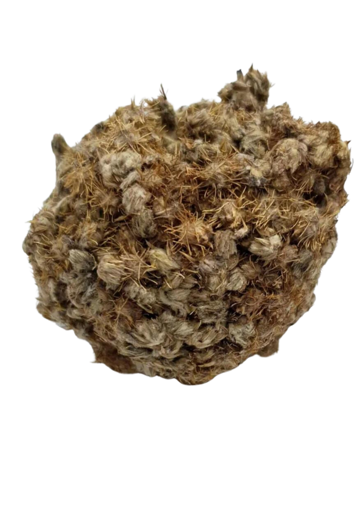 🌿 Plante Collé Serré – Le Secret Naturel du Bien-Être Intime