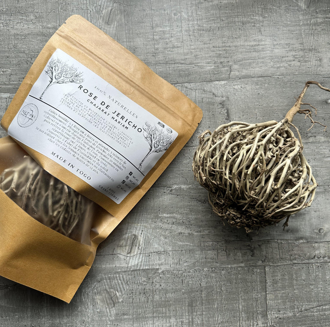 Découvrez les merveilles de la Rose de Jéricho et ses utilisations étonnantes