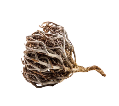 🌹 Rose de Jéricho - Chajarat Mariam : Un Trésor Naturel Africain 🌿