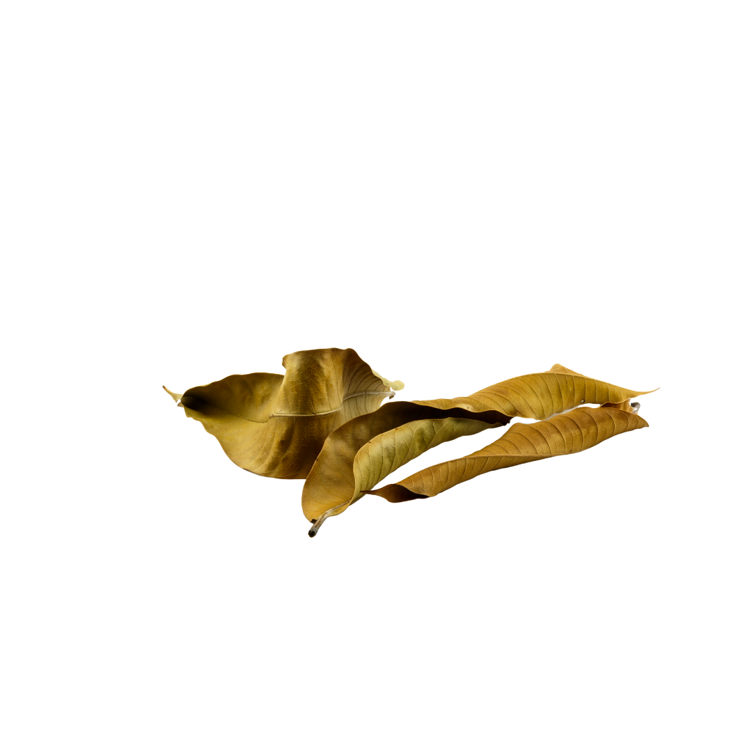 🍃 Feuilles de Kinkeliba – L’Infusion Longue Vie ! 🍃